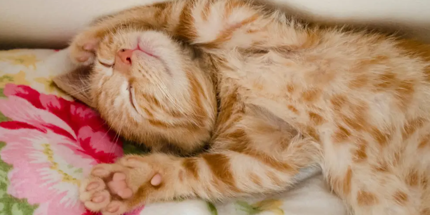 How Much Does It Cost to Put a Cat to Sleep?