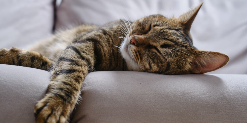 Signs of a Terminally Ill Cat and Knowing When It's Time