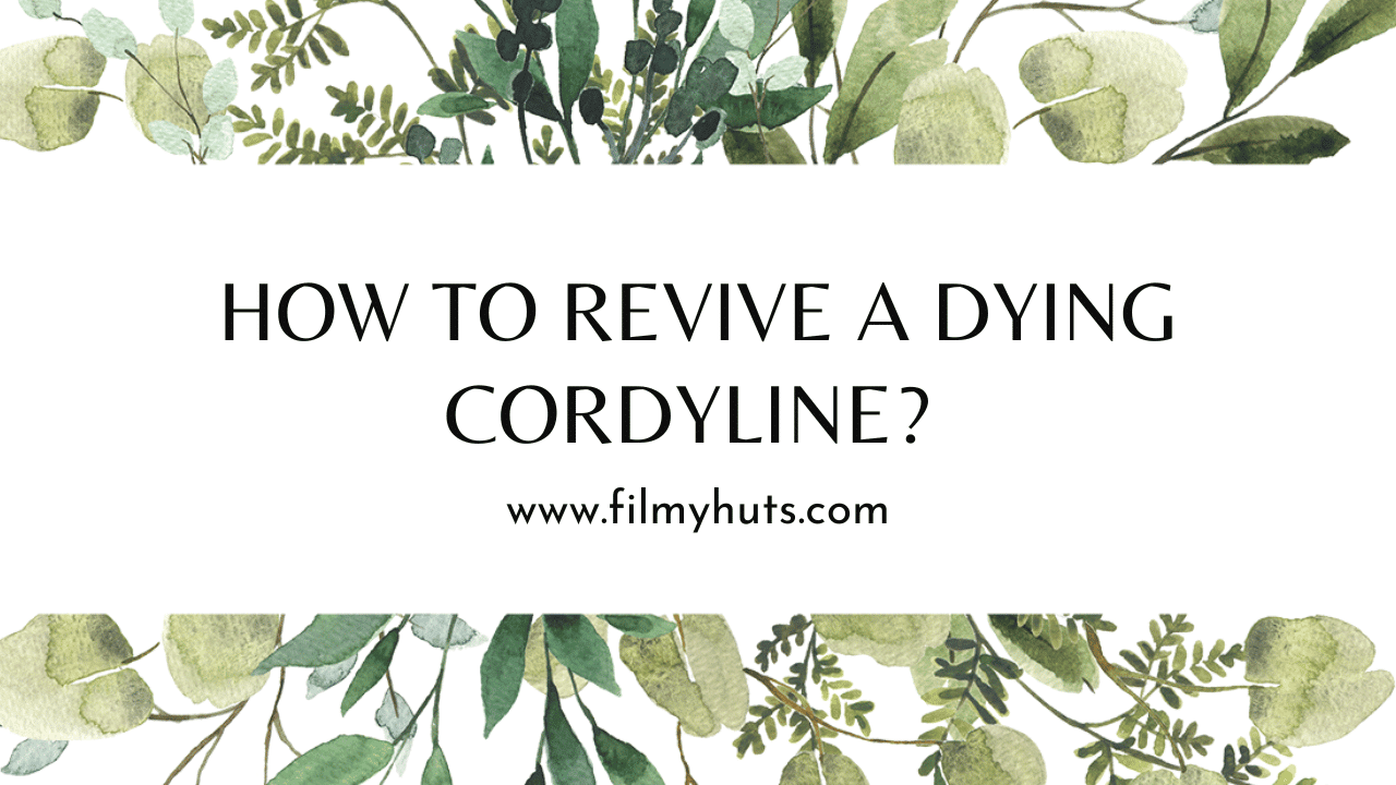 How-to-Revive-a-Dying-Cordyline-